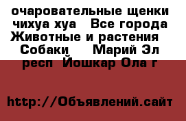 очаровательные щенки чихуа-хуа - Все города Животные и растения » Собаки   . Марий Эл респ.,Йошкар-Ола г.